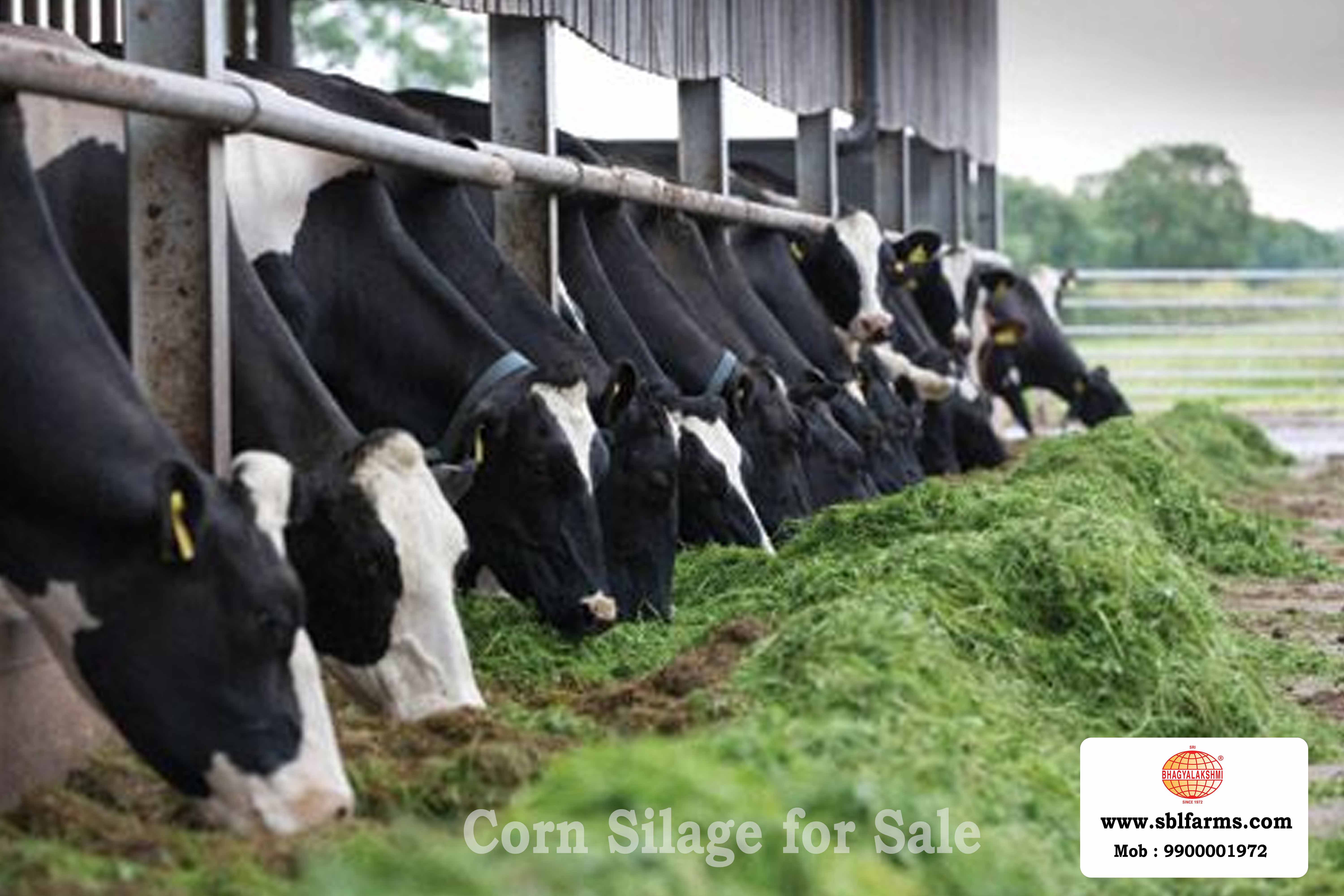 Corn Silage Suppliers in Bangalore | Corn Silage for Sale  |  Corn Silage, Baby Corn Silage manufacturers, suppliers & exporters in Bangalore | corn silage for sale in bangalore |  Sri Bhagyalakshmi Farms Corn Silage Bangalore| Silage Balers | Animal Feed Manufacturers | Production of Silage |Cattle feed manufacturers & suppliers - SBL Farms is solving the biggest fodder crisis in India, by supplying Silage bales, Bailing machines to dairy farmers, Cooperatives, Animal Husbandry | Best Cattle Feed Manufacturers & Silage Suppliers in India | Indias Best Baled Silage Producers